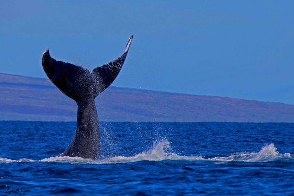 Kohala Fluke