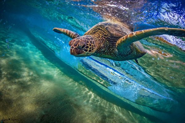 Honu Ssurfer