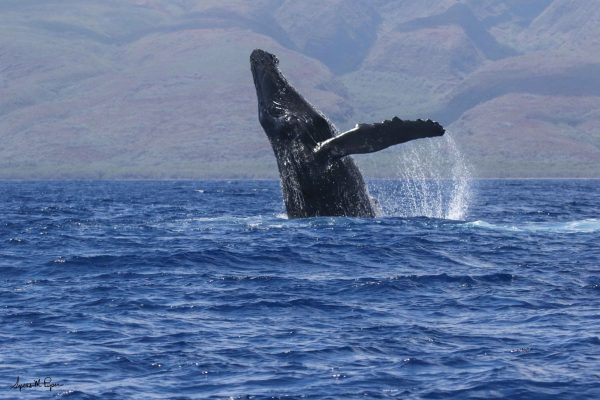 kohala Breach Oluwalu